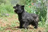 CAIRN TERRIER 587